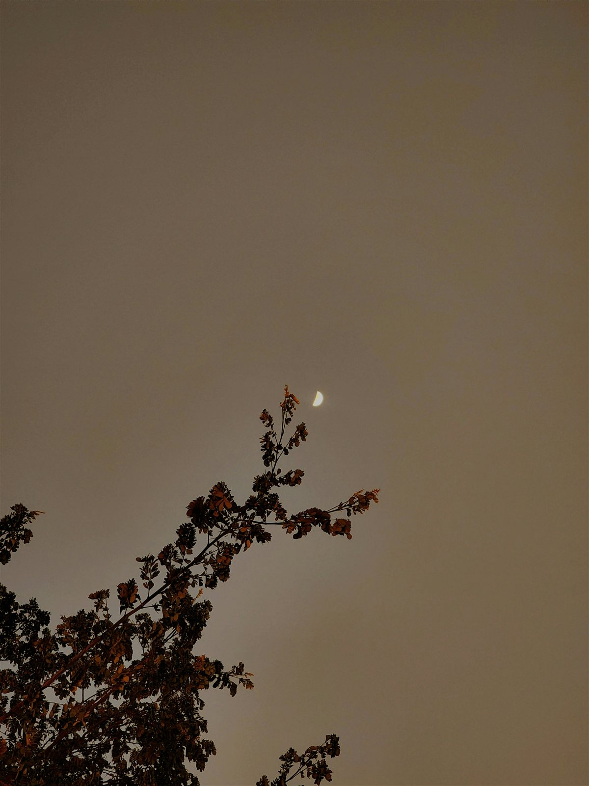 Lua crescente entre galhos ao entardecer, evocando os ciclos da natureza